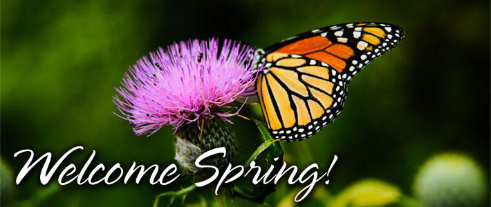 a butterfly on a flower and text saying welcome spring